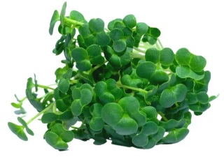 Microgreen de Brócoli