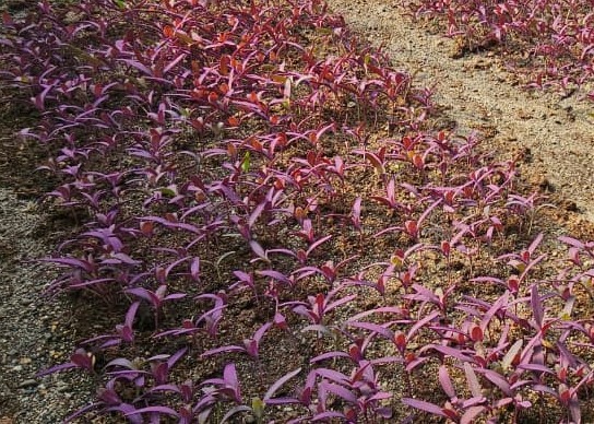 Microgreen de Espinaca morada