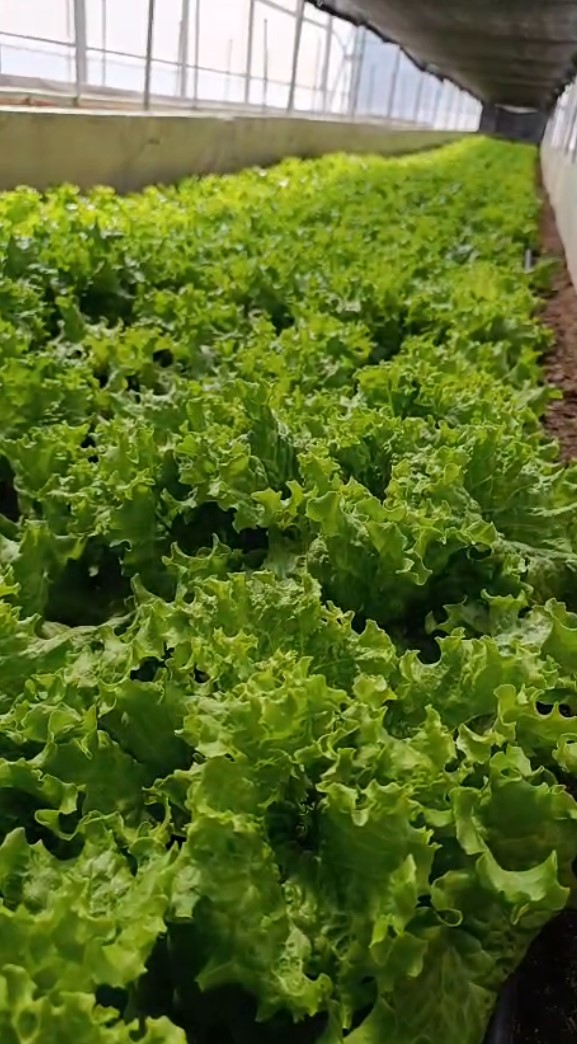 Lechuga Crespa