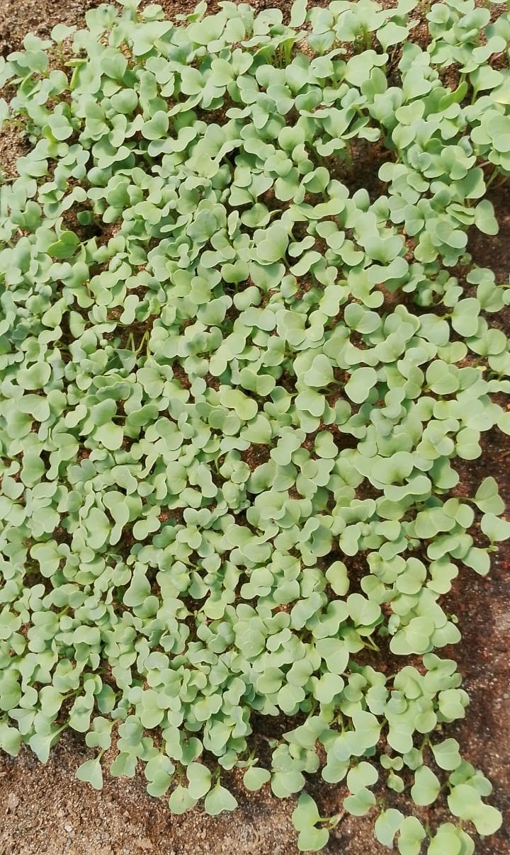 Microgreen de Rábano