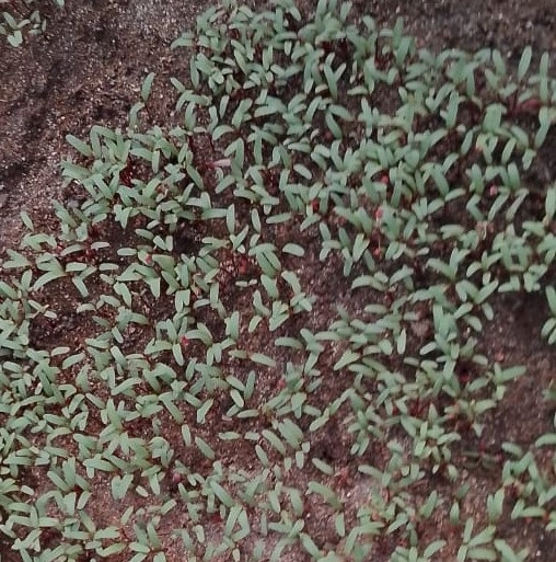 Microgreen de Remolacha